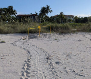 SCCF Sea Turtle Nesting Update 2026