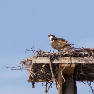 SCCF Osprey Nesting Season Success 2026