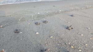 Sanibel Captiva sea turtle nesting