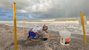 SCCF Sanibel Loggerhead Nesting Record
