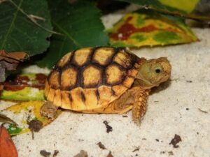 Sanibel Gopher Tortoise Hatchling Guide